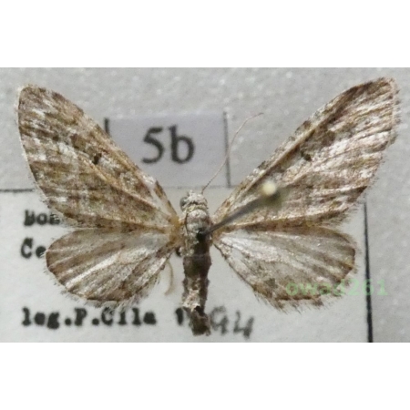 Eupithecia nanata (Hübner, 1813) Czech5b